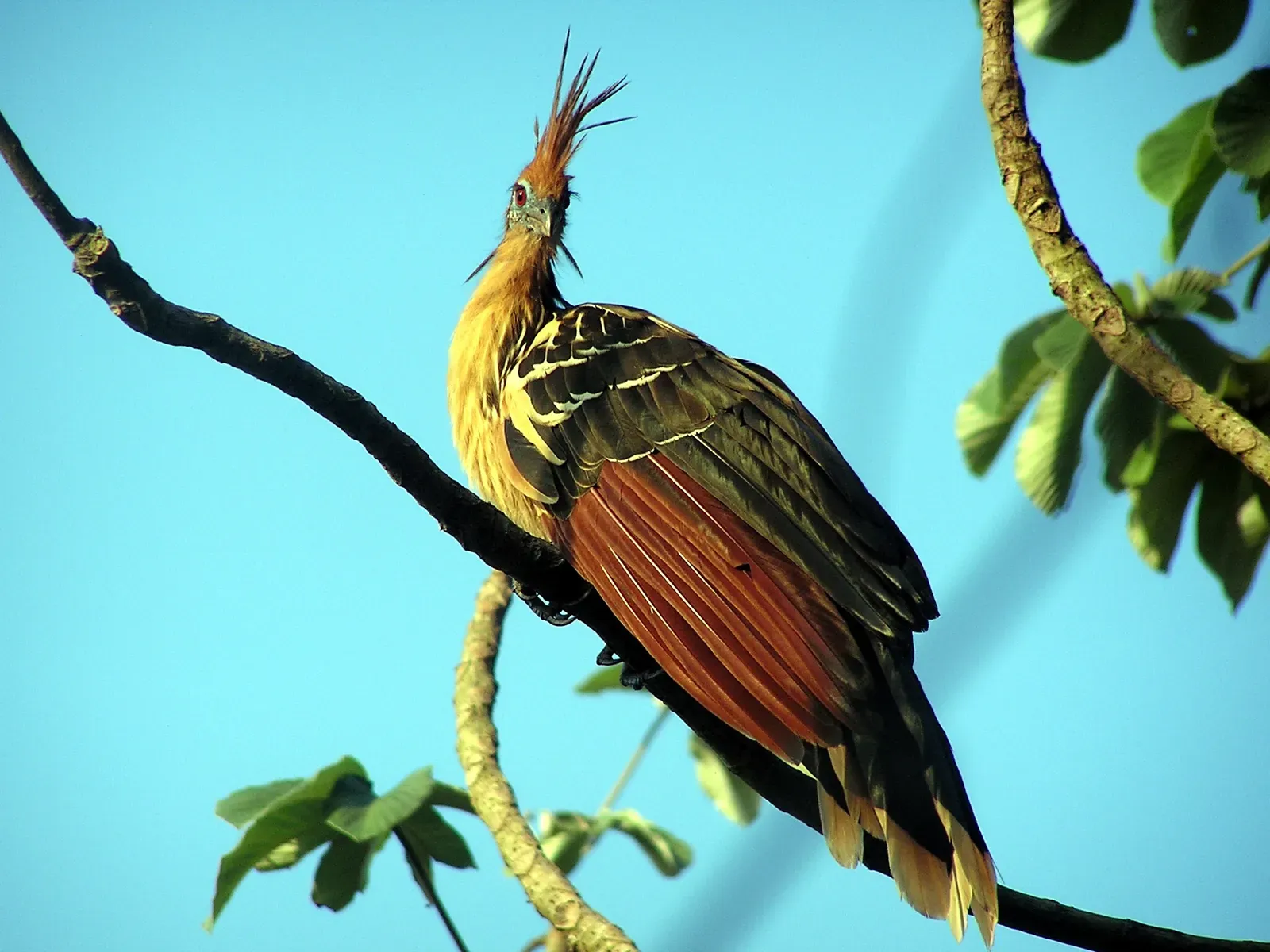 The Cow Inside the Bird: How You Digest Leaves Like a Ruminant (By Linda De Volder, CC BY-SA 3.0)