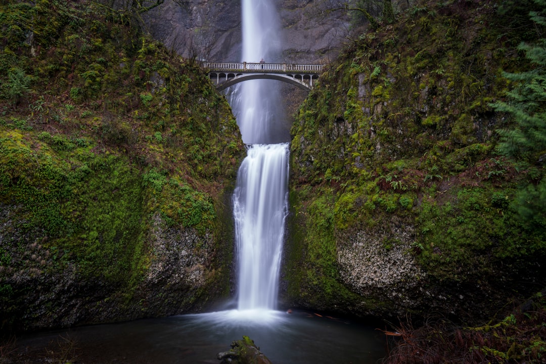 Leo's Regal Attraction to Multnomah Falls (Image Credits: Unsplash)