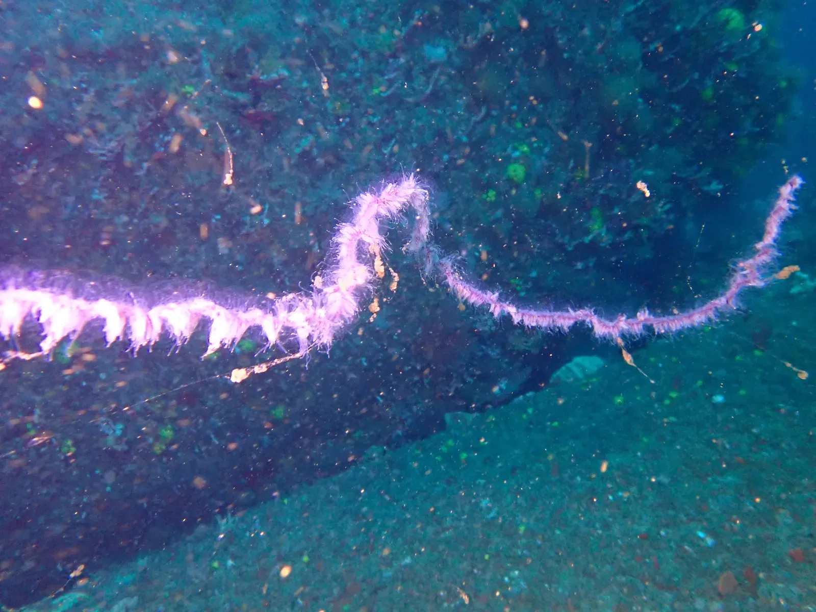 The Siphonophore: A Colony That Acts as One Creature (Image Credits: Wikimedia)