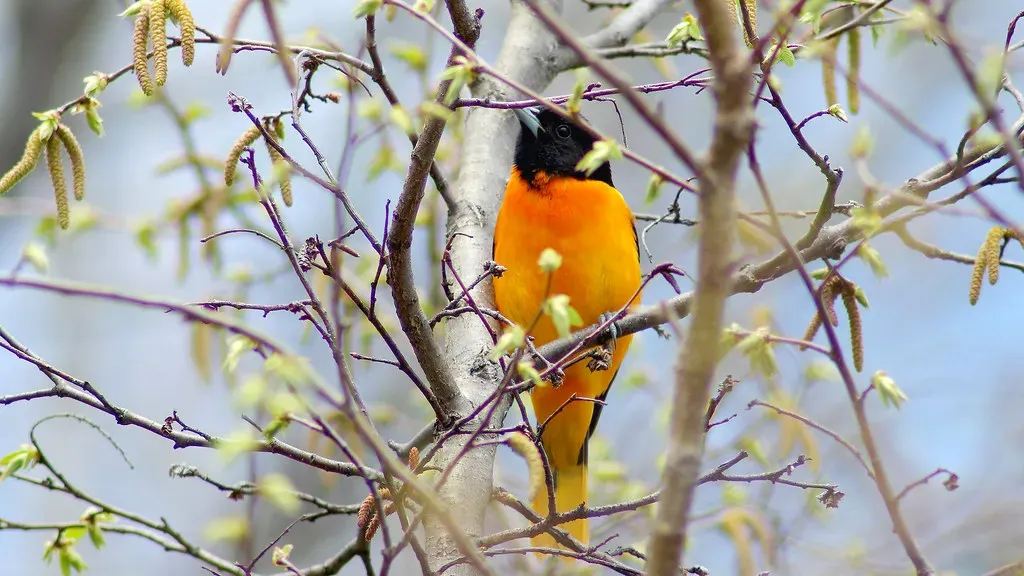4. Their Songs Are Whistled Duets of the Tree Tops (CheepShot, Flickr, CC BY 2.0)