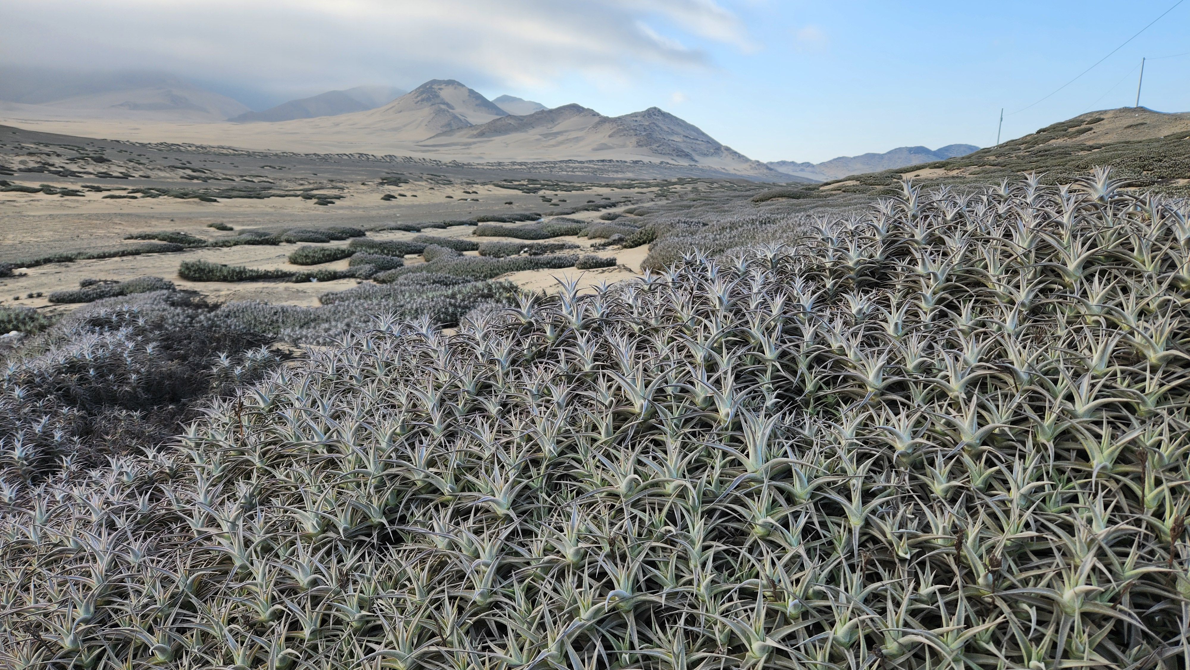 Climate Change and -Dependent Ecosystems (Image Credits: Wikimedia)