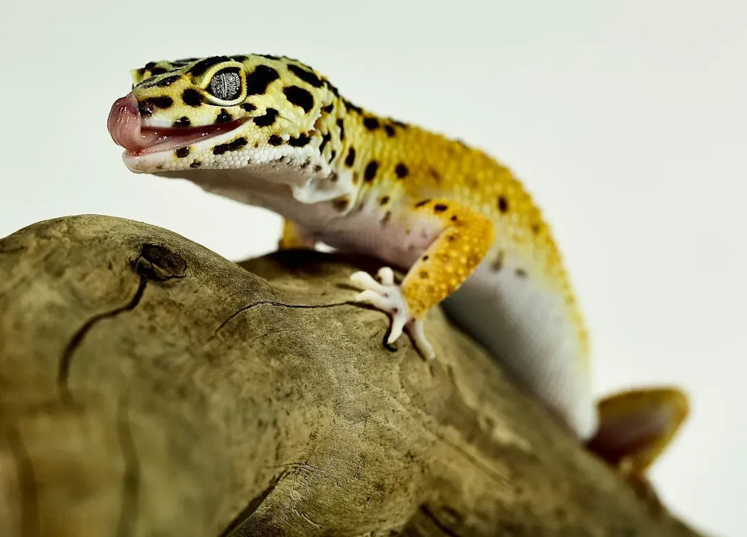 6. The Gecko: A Hidden Sixth Sense That Rewrote Science (Image Credits: Unsplash)