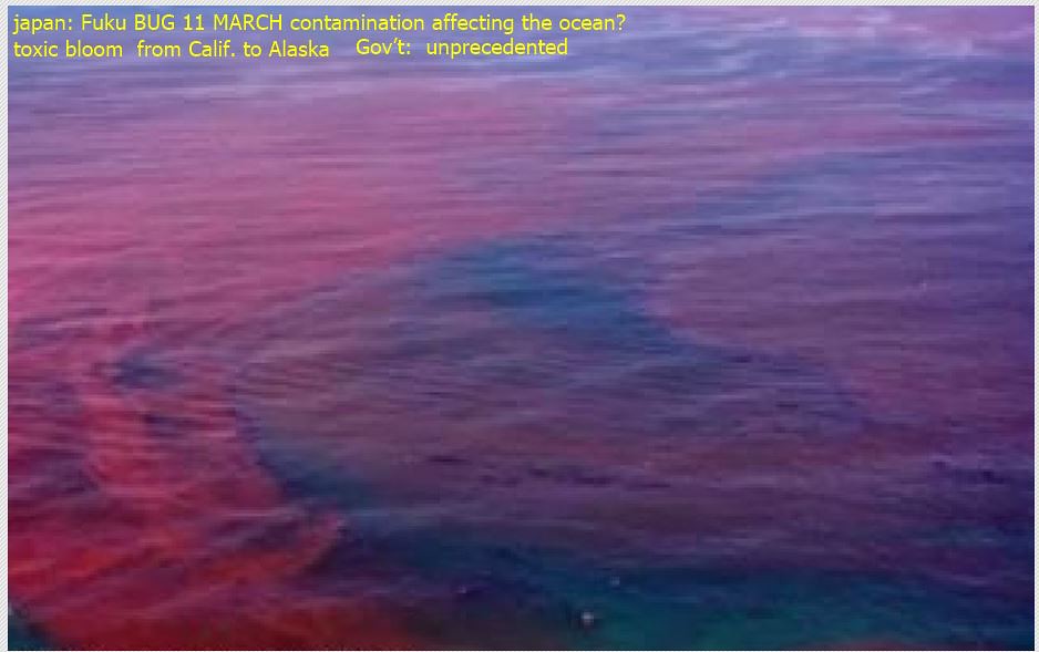 Are These Blooms Actually Dangerous? (Image Credits: Flickr)