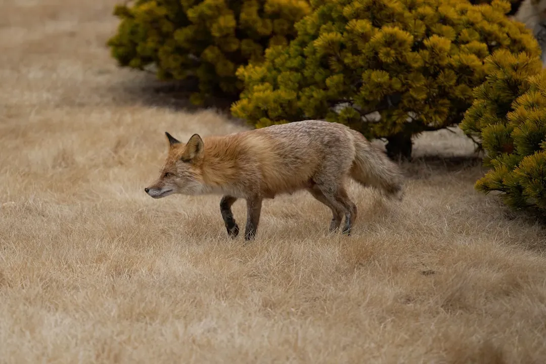 Conclusion: Claiming Your Animal Nature Without Apology (Image Credits: Unsplash)