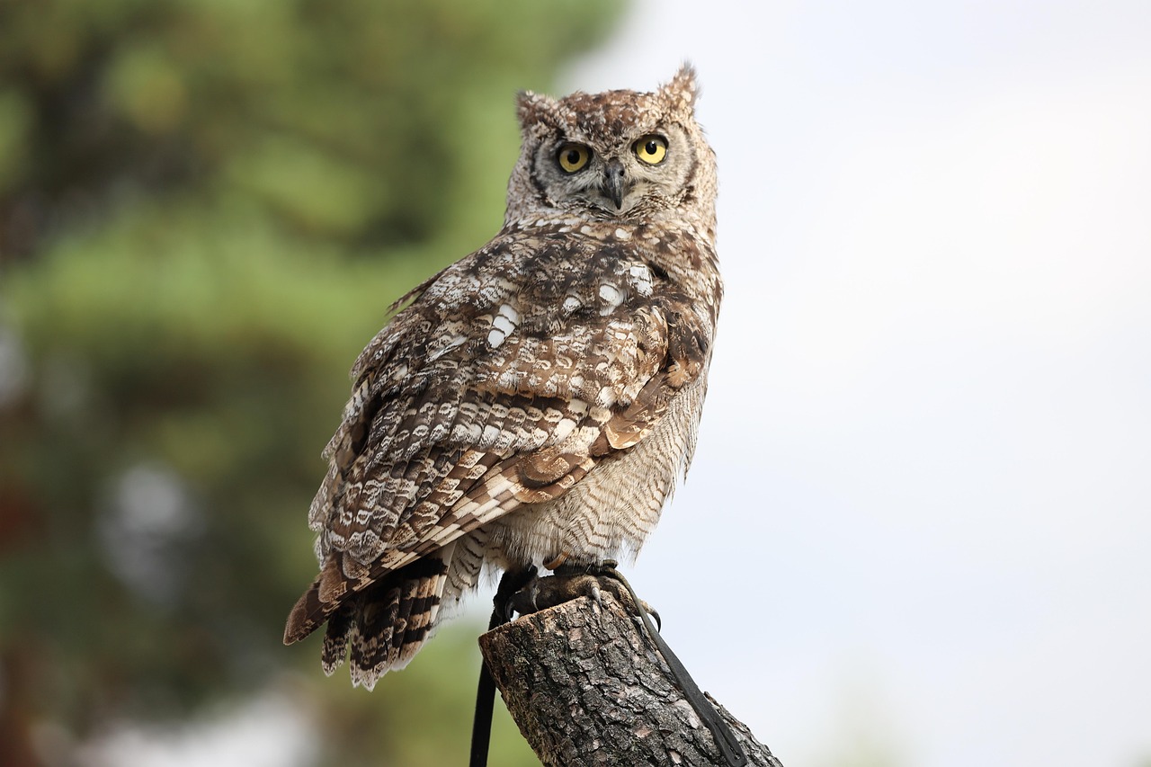 Aquarius and the Owl: Wisdom Keepers (Image Credits: Pixabay)
