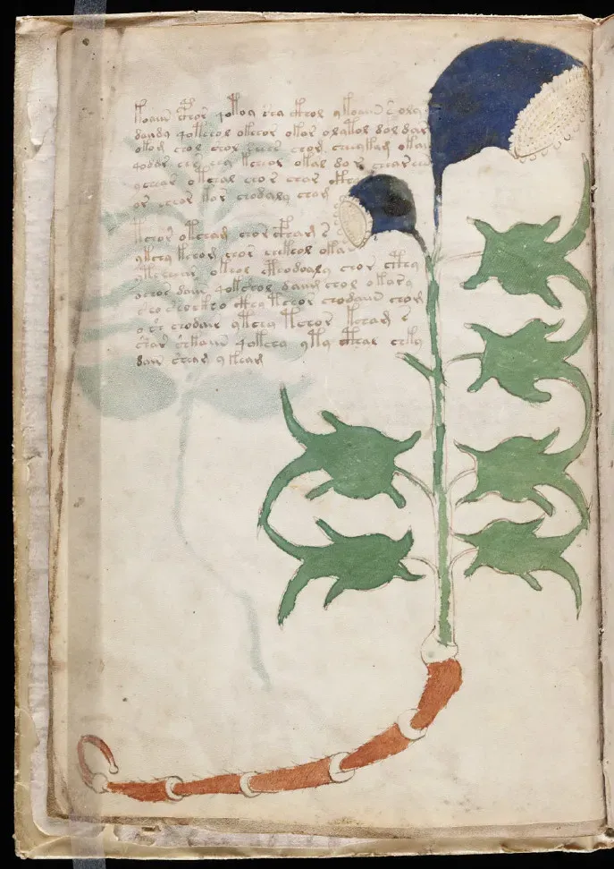 The Voynich Manuscript: A Book No One Can Read (Image Credits: Flickr)