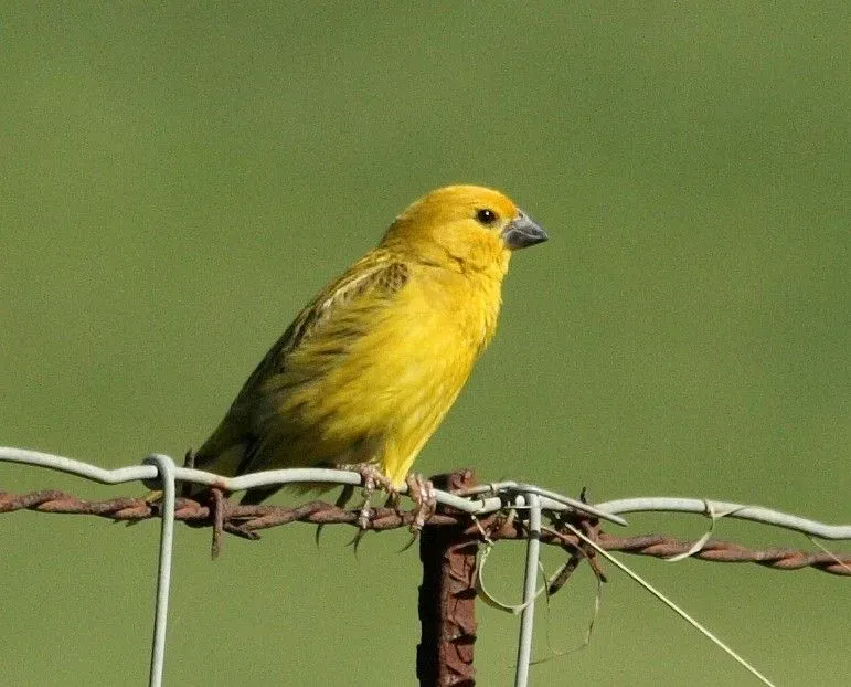 4. Cuckoo-finch – The Parasitic Weaver With a Talent for Imitation (Parasitic Weaver (Anomalospiza imberbis), CC BY-SA 2.0)