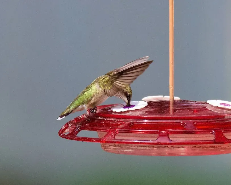 The Myth Of “Red = Hummingbird Magnet” (Image Credits: Pexels)