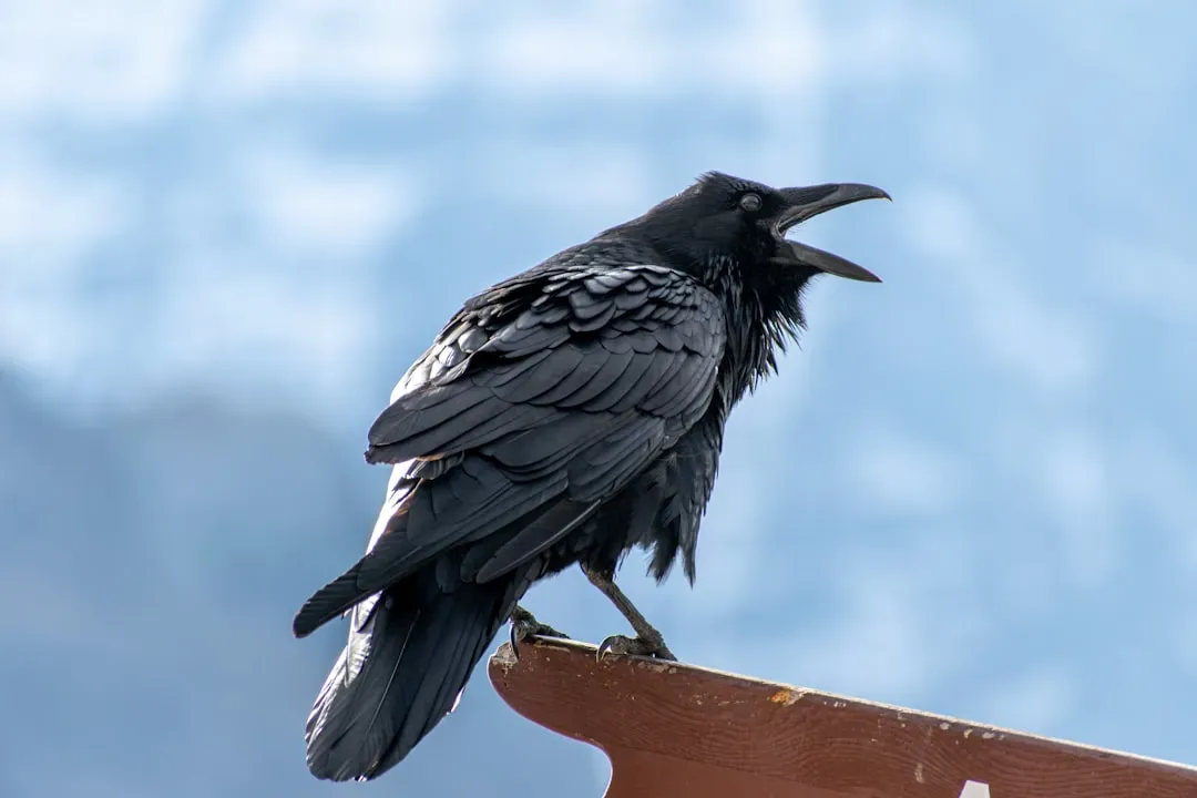 Alarm Calls and Social Learning in the Flock (Image Credits: Unsplash)