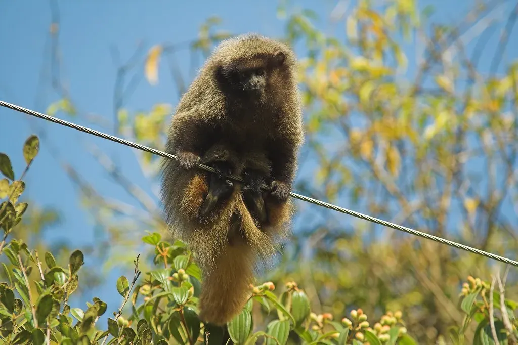 Alarm Calls: The Secret Emergency Codes (Image Credits: Flickr)