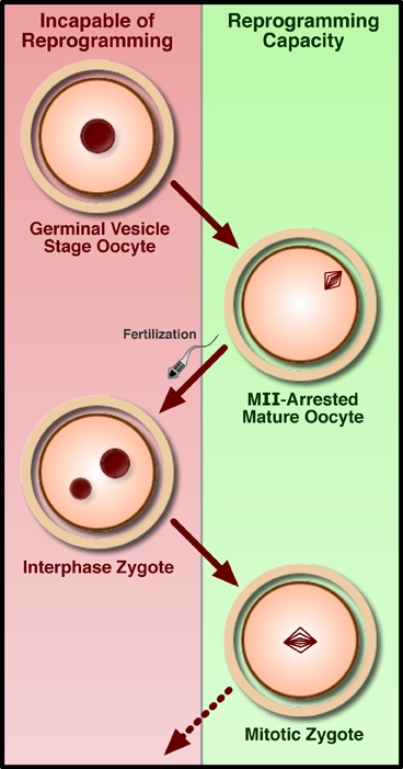 Turning Back Human Cells (Image Credits: Wikimedia)