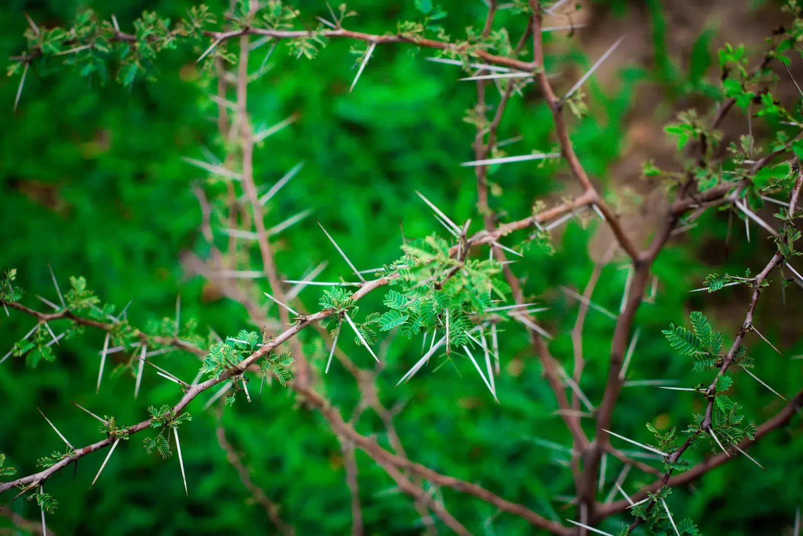 Spines, Toxins, and Tough Skins: Defenses Against Hungry Animals (By Ibrahim Achiri, CC BY-SA 4.0)