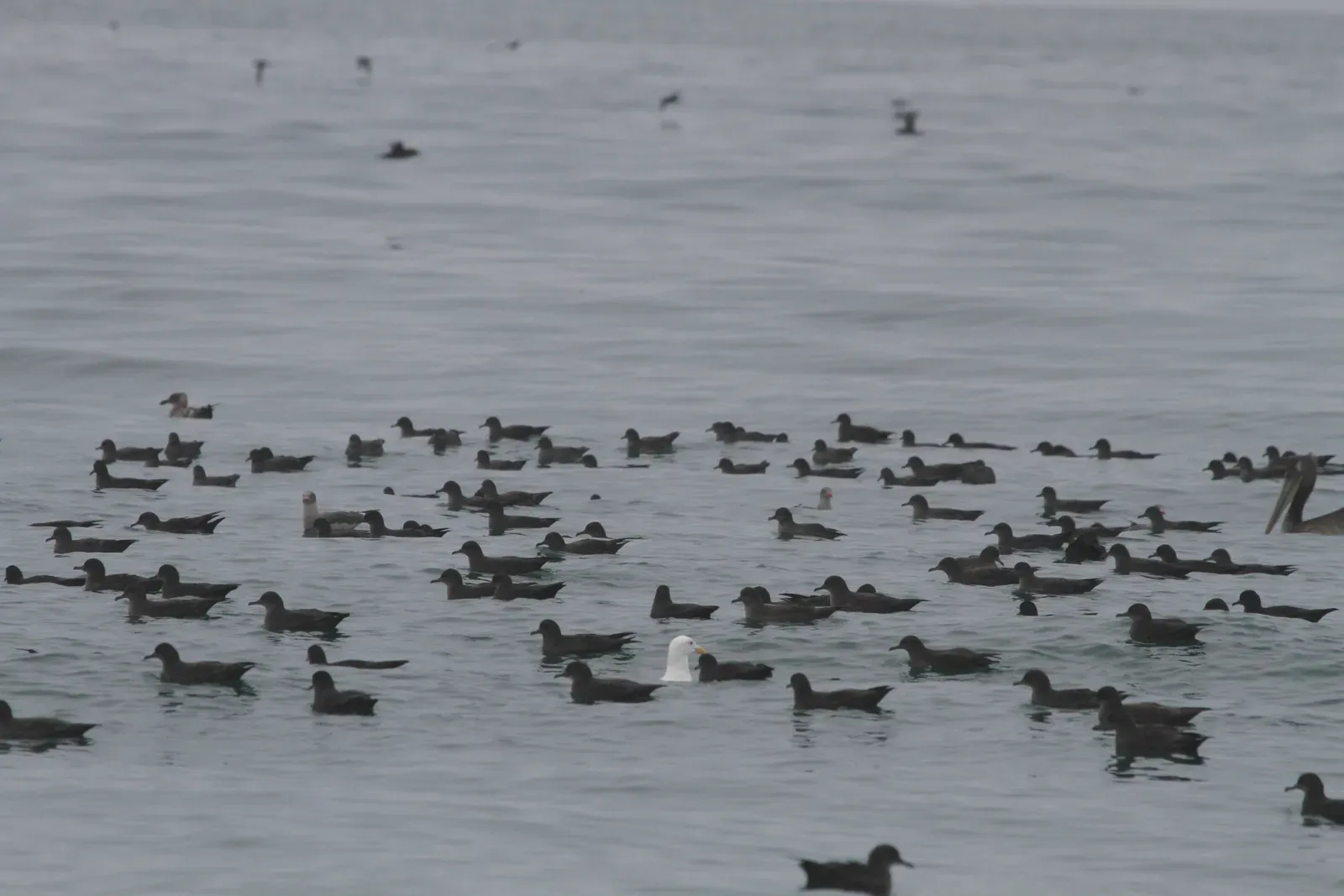#5 - Sooty Shearwater: The "Global Commuter" That Circles Oceans (Sooty Shearwaters, CC BY 2.0)