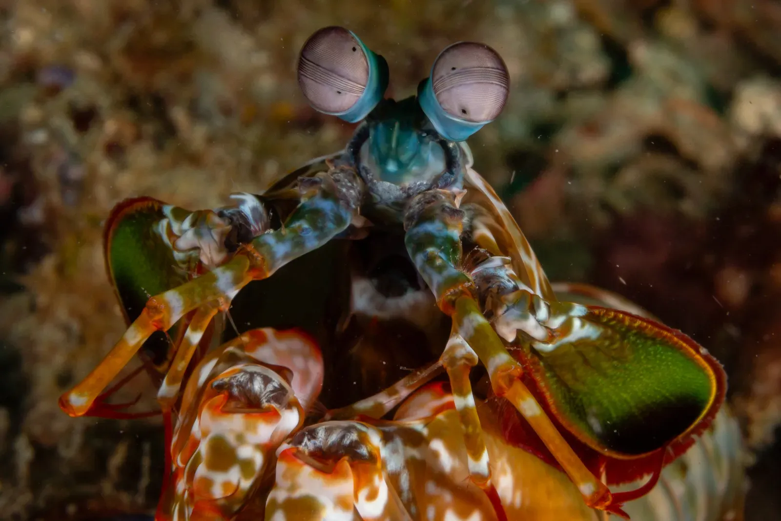 5. Mantis Shrimp: The Creature That Sees Colors You Cannot Imagine (By Daniel Sasse, CC BY 4.0)