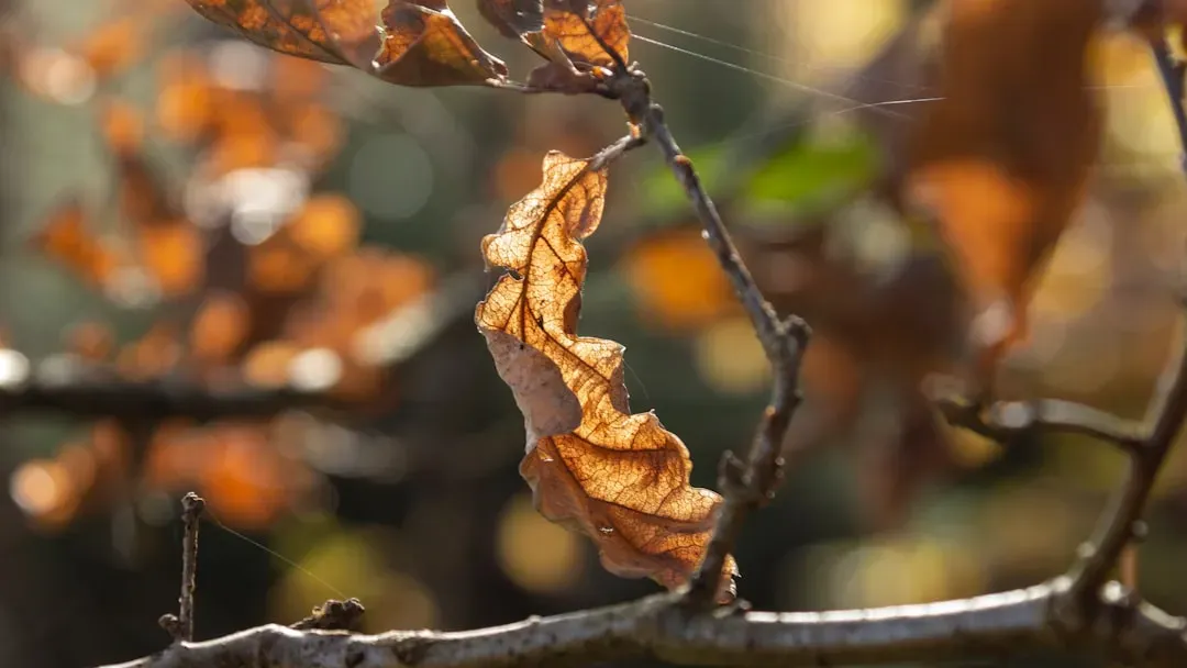 Scorpio: Transforming With Every Seasonal Turning Point (Image Credits: Unsplash)