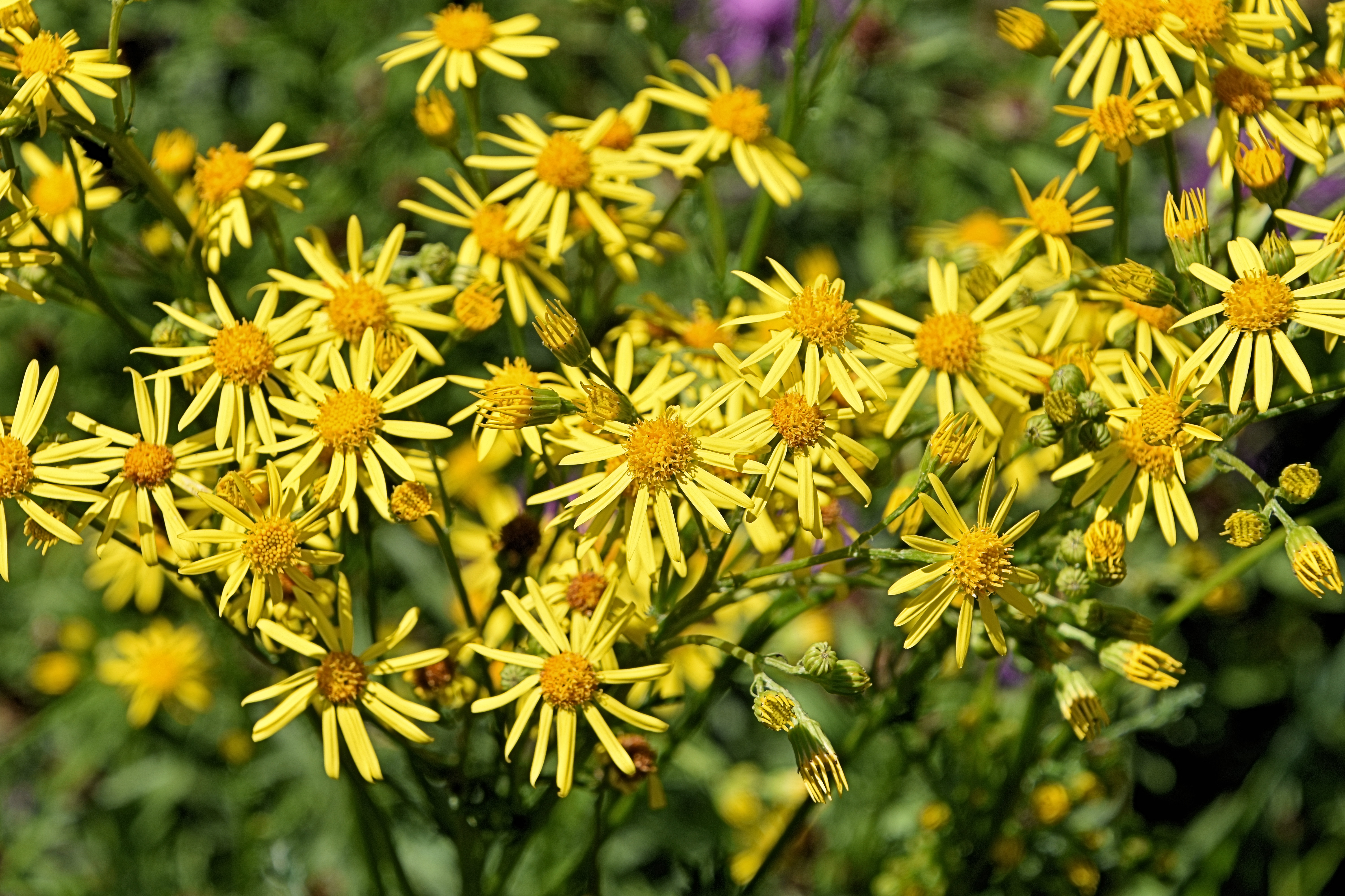 North Carolina - Mountain and Coastal Blooms (Image Credits: Wikimedia)