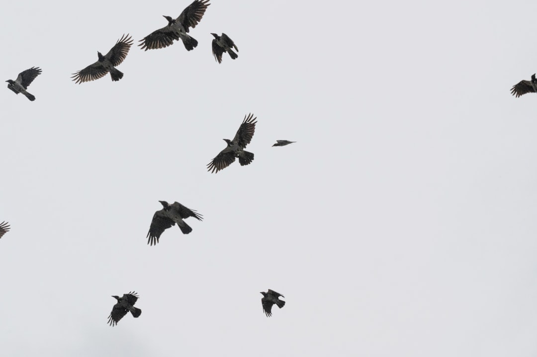 Birds and the Quantum Compass Mystery (Image Credits: Unsplash)