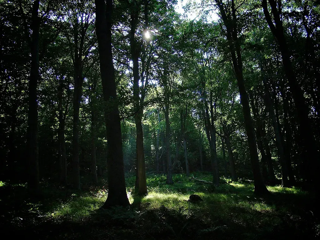 How Can a Plant “Remember” Without a Brain? (eldh, Flickr, CC BY 2.0)