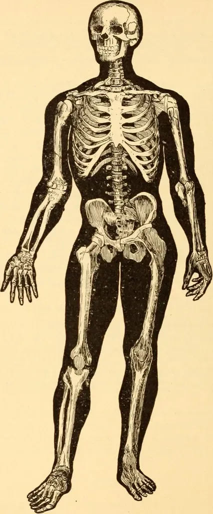 Hormones, Metabolism, and the Pace of the Clock (Image Credits: Rawpixel)
