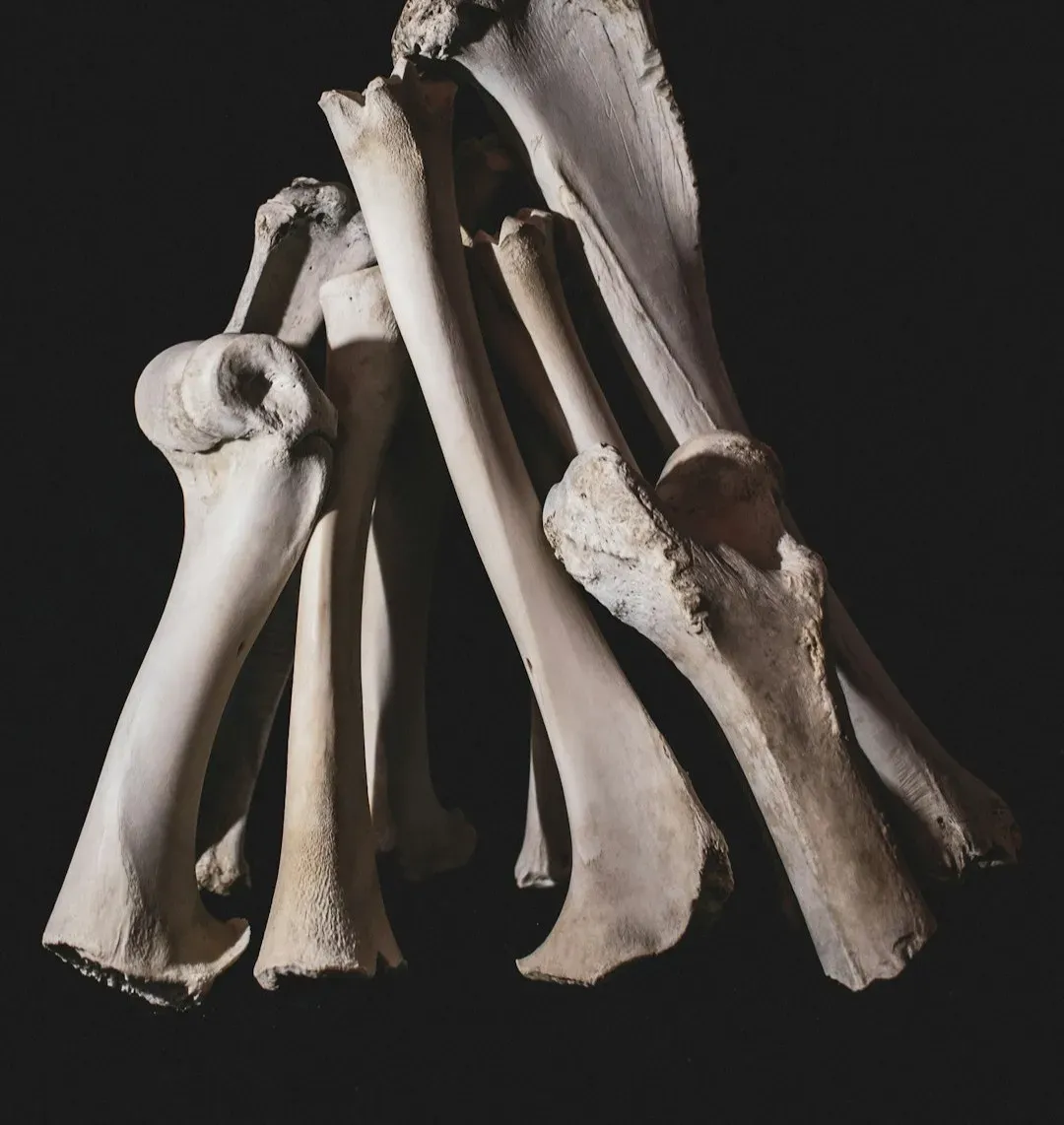 #10 - The Phantom Species Based On A Bone That's Now Lost (Image Credits: Unsplash)