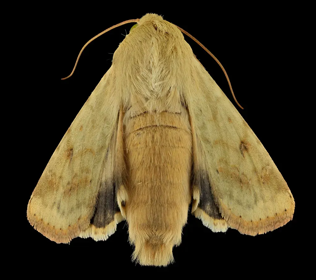 #3 The Moth Label Switch in European Collections (Image Credits: Flickr)