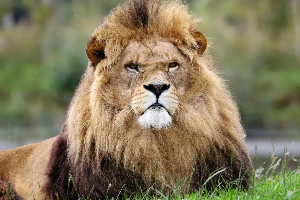 1. Lions That Want Nothing To Do With Honey Badgers (Image Credits: Rawpixel)