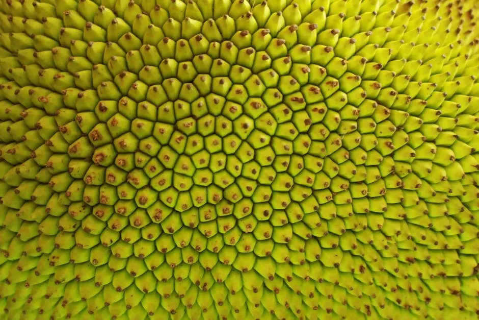Tessellations and Mosaics: How Nature Tiles Space (Image Credits: Pexels)