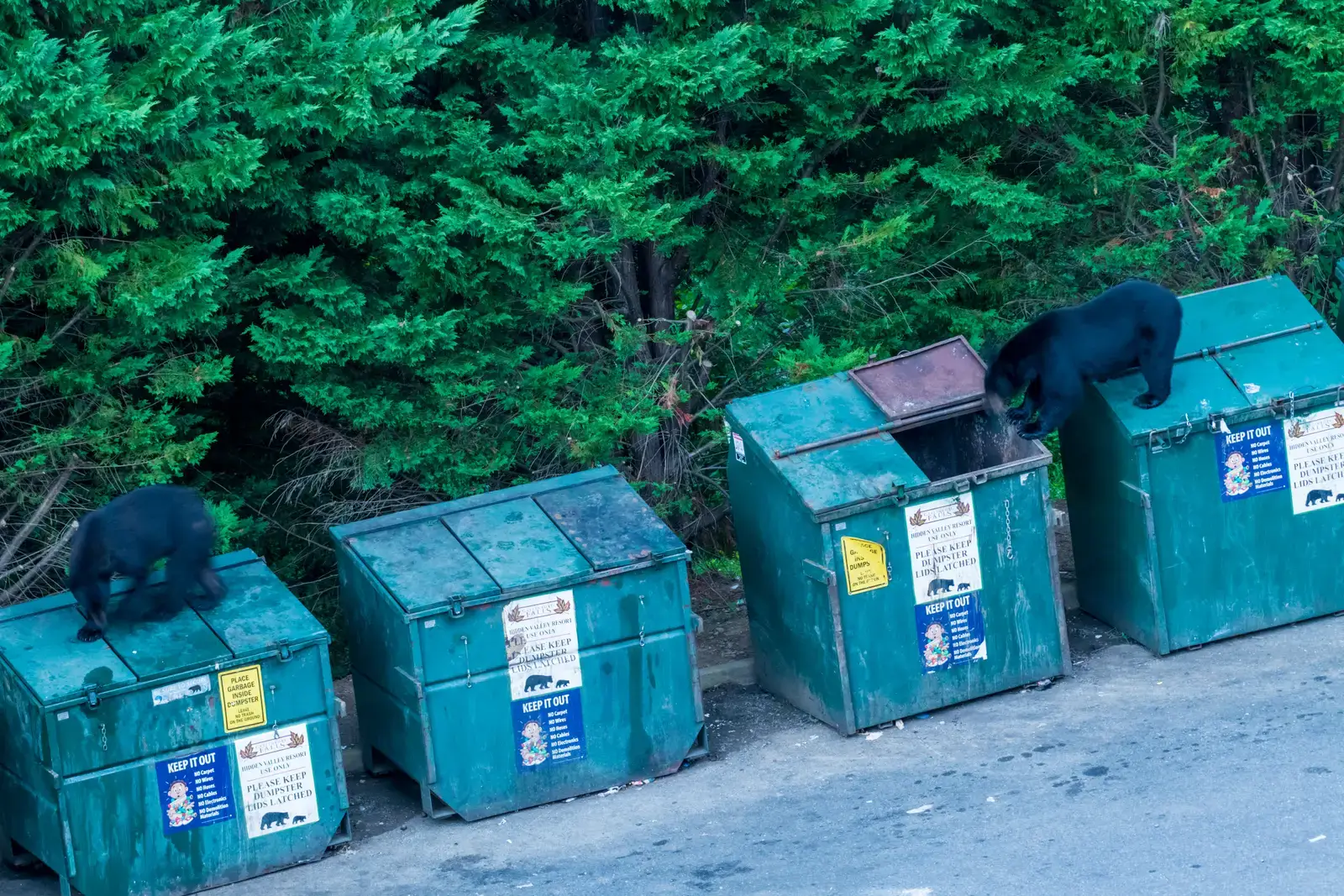 A Calorie Jackpot: Trash, Bird Feeders, and Pet Food (By Puddin Tain, CC BY-SA 2.0)