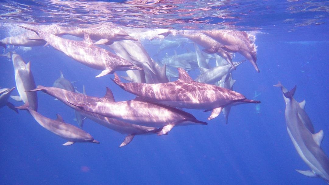 The Calcasieu Ship Channel: Pink Dolphin Territory (Image Credits: Unsplash)