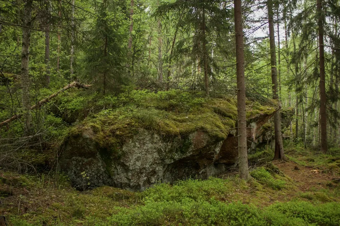 #11 - Calendar II, Vermont, USA (Image Credits: Unsplash)