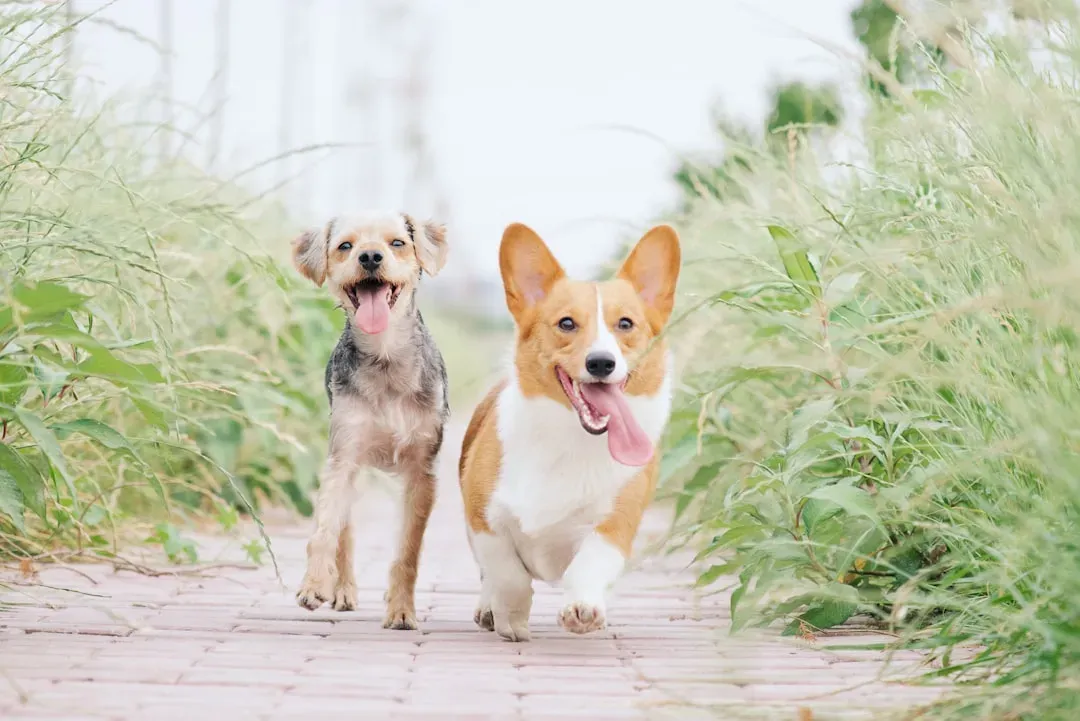 Signs Your Dog’s Play Is Actually Relieving Stress (Image Credits: Unsplash)
