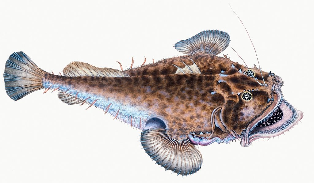 From the Depths: Catfish, Deep-Sea Fish, and Underwater Unrest (Image Credits: Rawpixel)