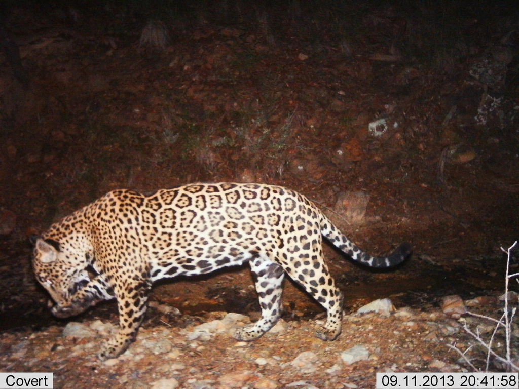 China's Mountain Leopards (Image Credits: Rawpixel)
