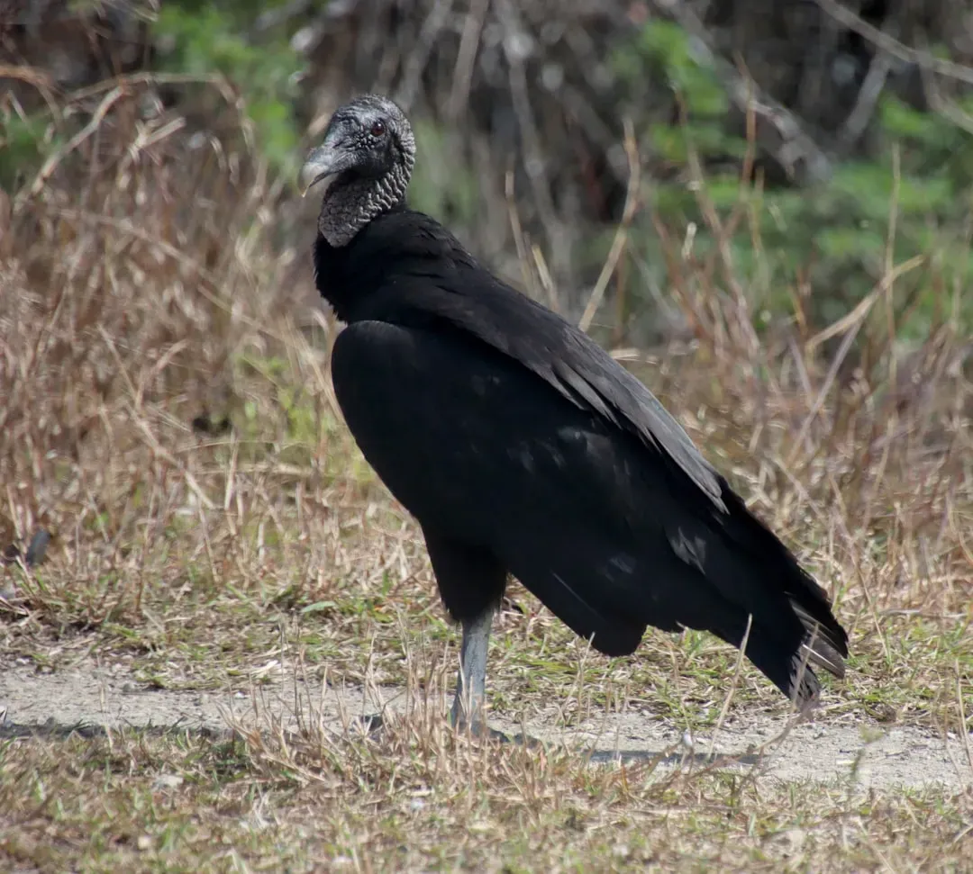 Black Vultures on the Move: A New Player  (Image Credits: Unsplash)
