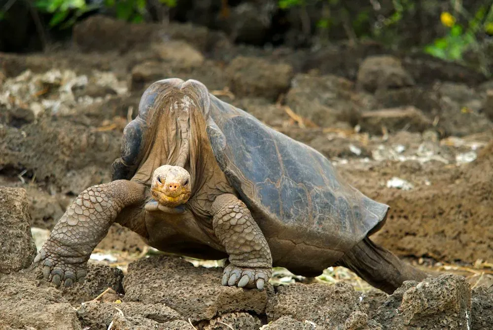 9. Pinta Island Tortoise (Chelonoidis abingdonii) (By Arturo de Frias Marques, CC BY-SA 3.0)