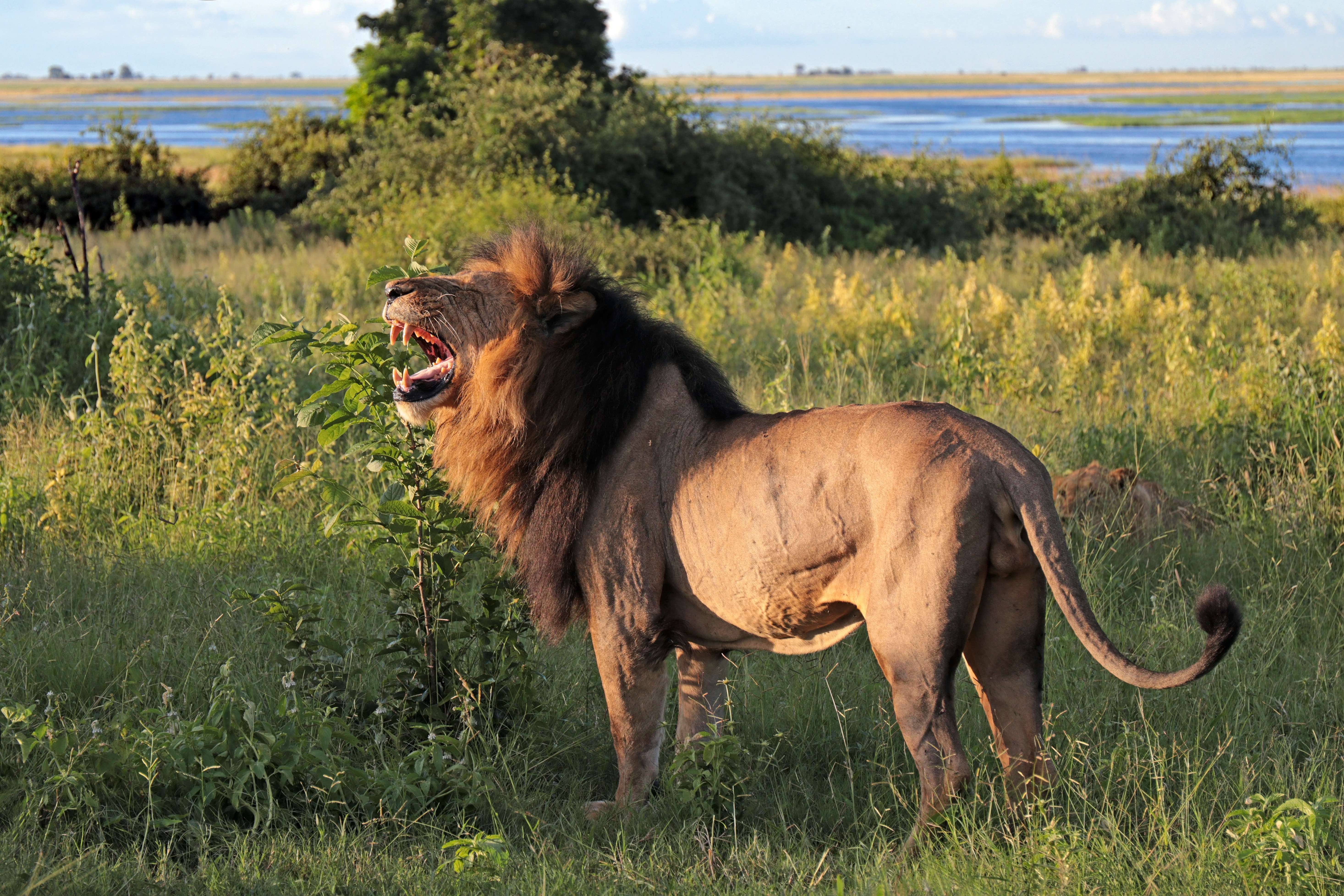 Leo and the Lion: Ruling with Heart (Image Credits: Wikimedia)