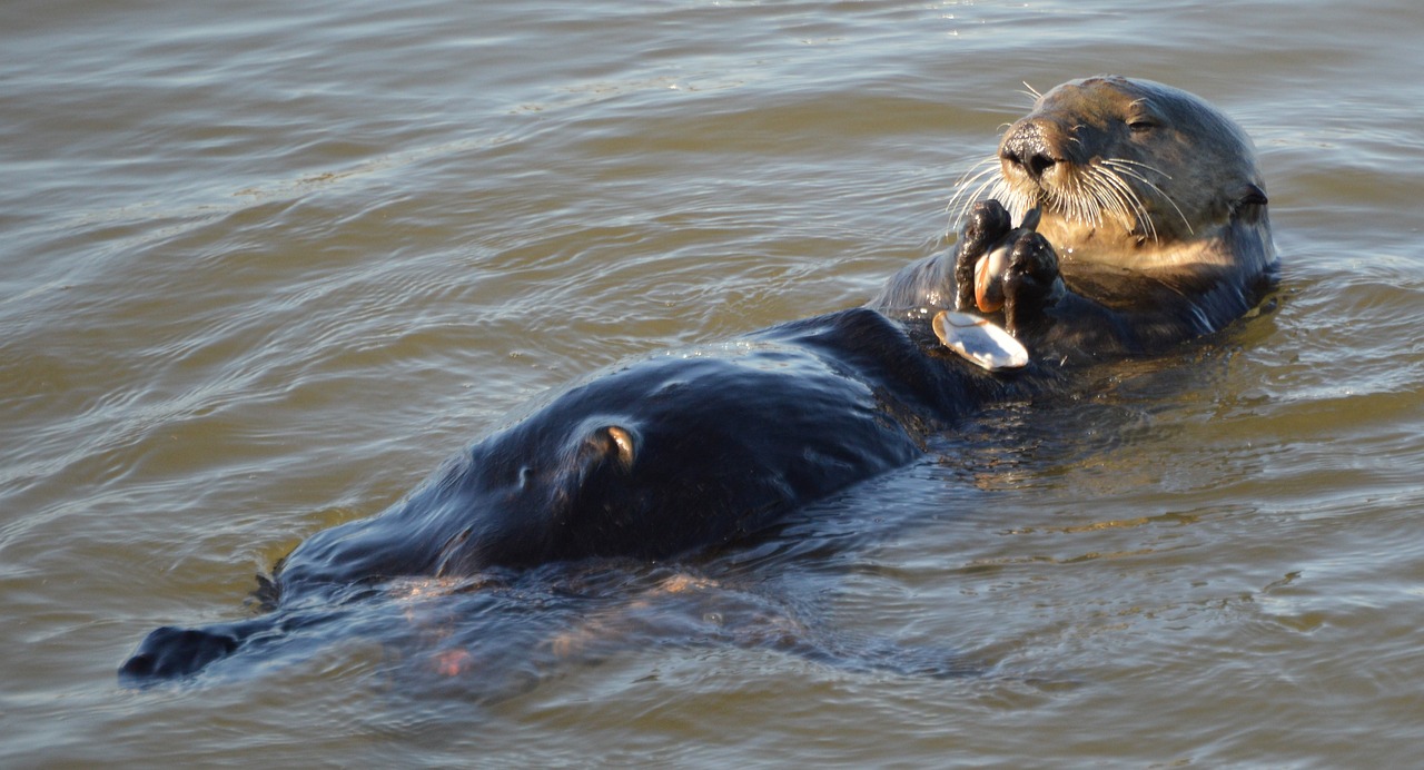 Sea Otters: The Archaeological Tool Users (Image Credits: Pixabay)