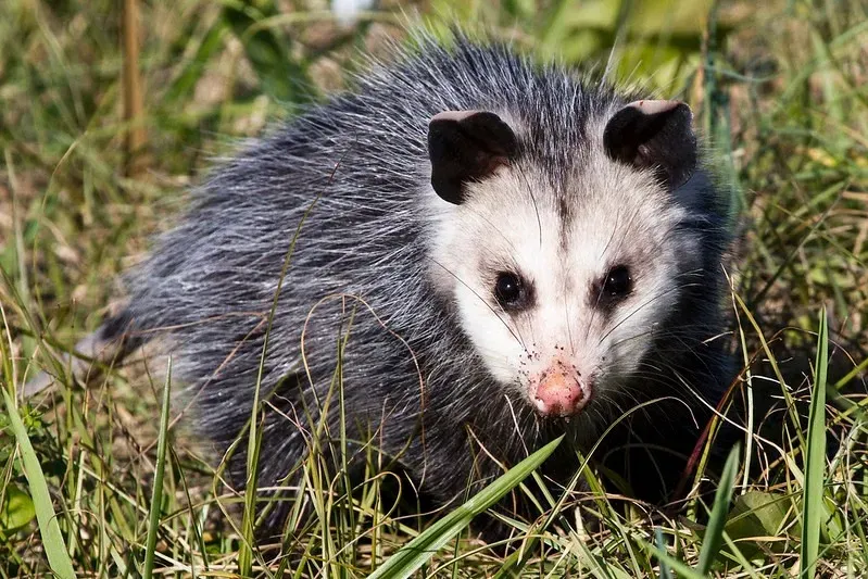 Conclusion: The Most Misunderstood Ally In Your Backyard (Virginia Oppossum, Public domain)