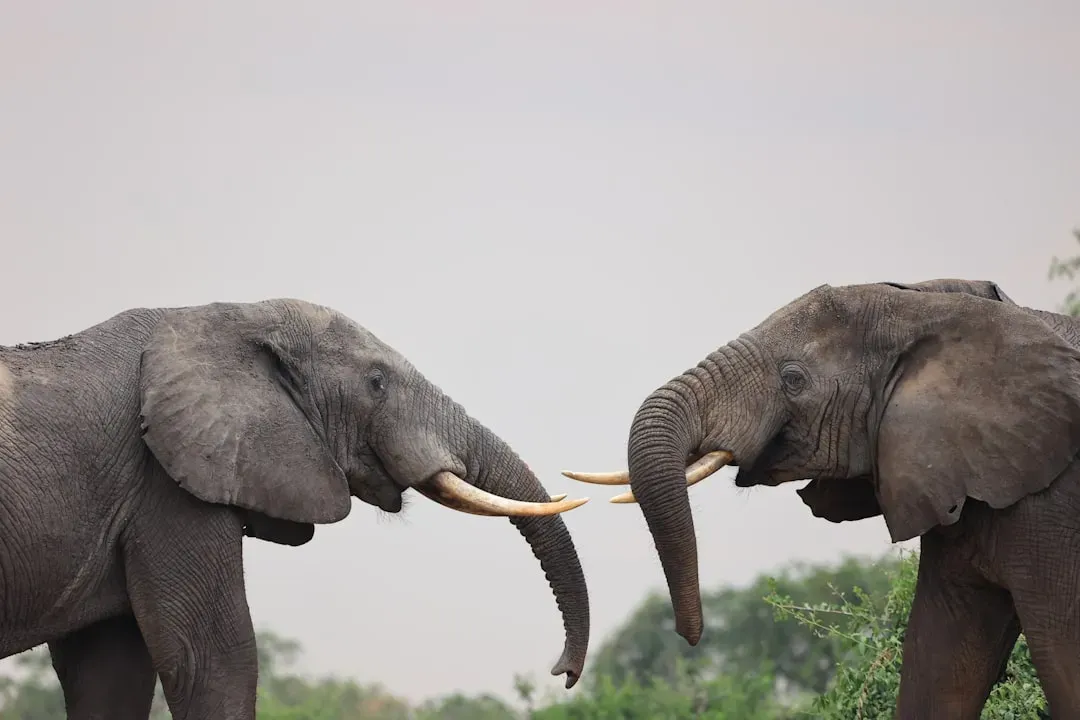 3. Elephants: Low-Frequency Rumbles You Can’t Hear (Image Credits: Unsplash)