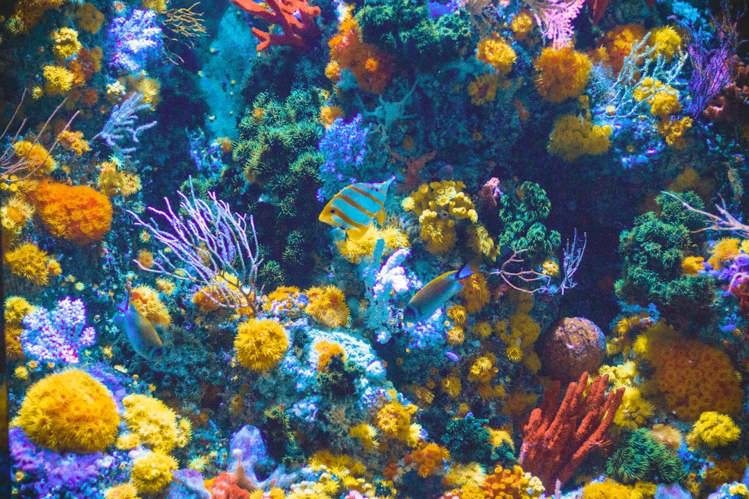 Pisces - The Mystical Coral Reef (Image Credits: Unsplash)
