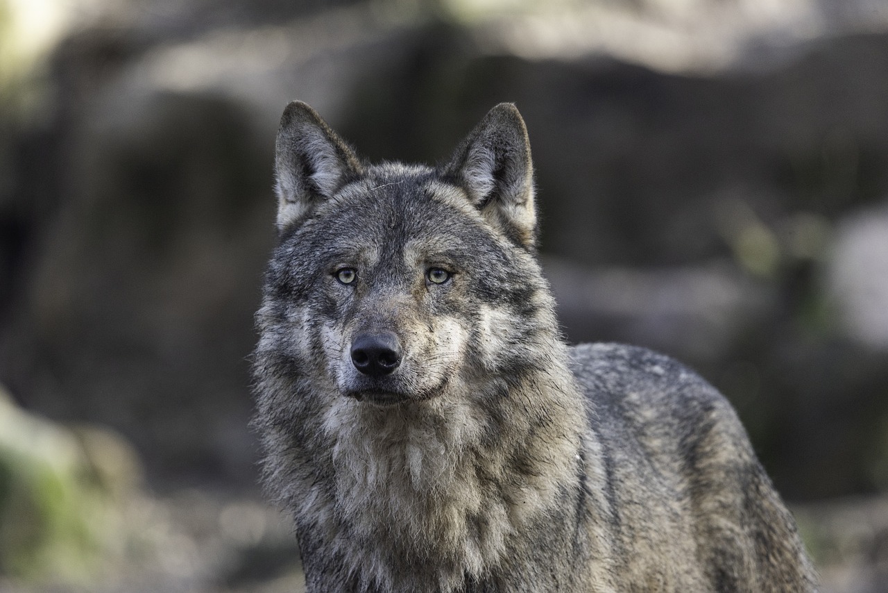 The Wolf - INFJ (The Advocate) (Image Credits: Pixabay)
