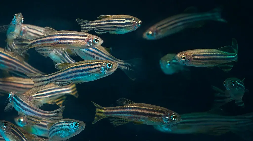 Zebrafish: Healing Hearts Without Scars (Image Credits: Flickr)