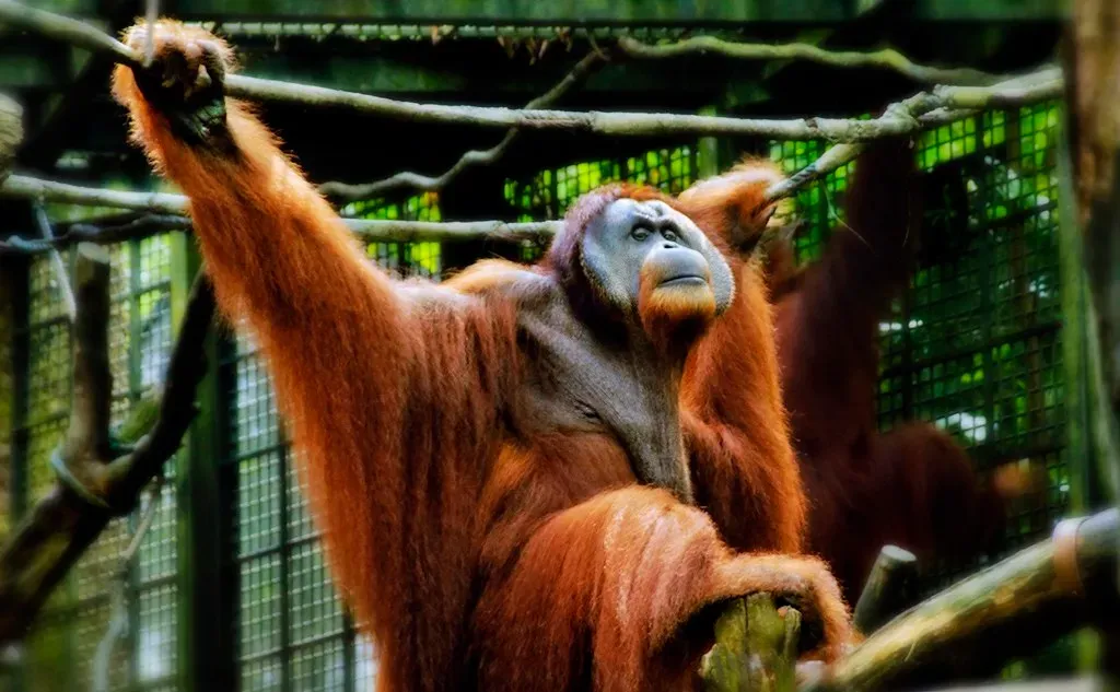 3. The Sumatran Orangutan - Our Forest Cousin in Crisis (Schristia, Flickr, CC BY-SA 2.0)