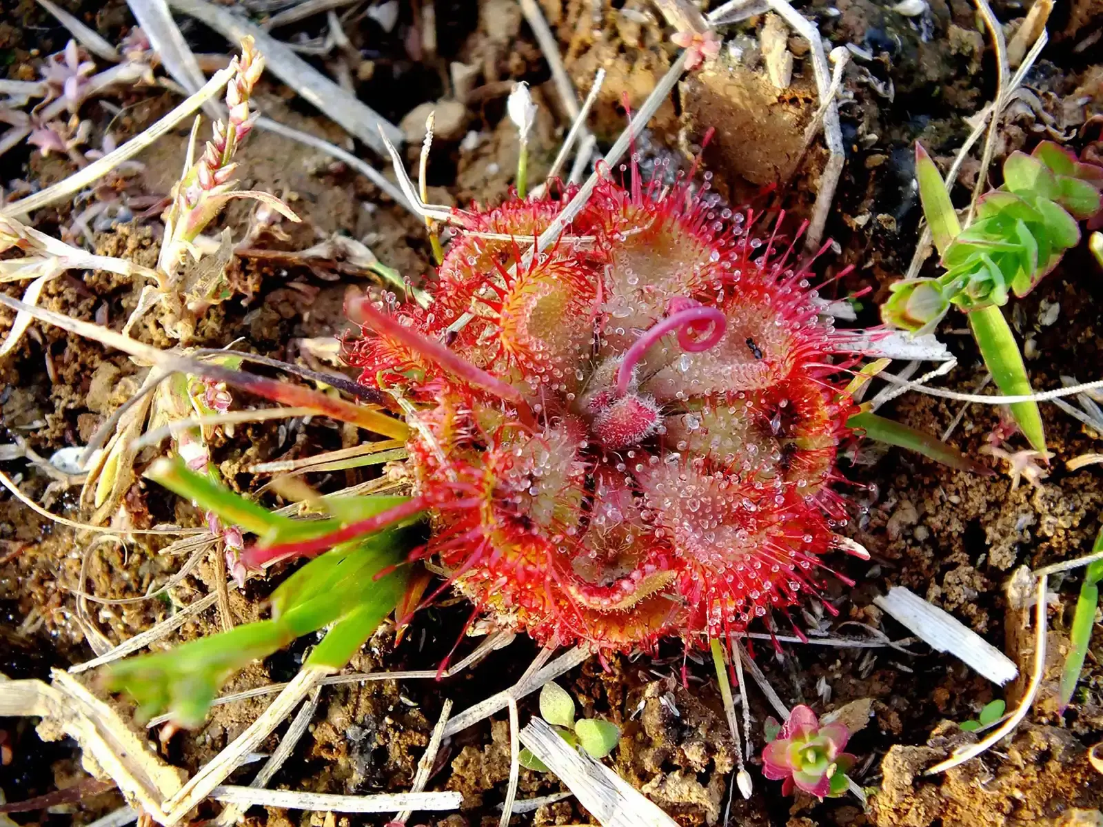 The Amazon as a Living Pharmacy (Image Credits: Wikimedia)