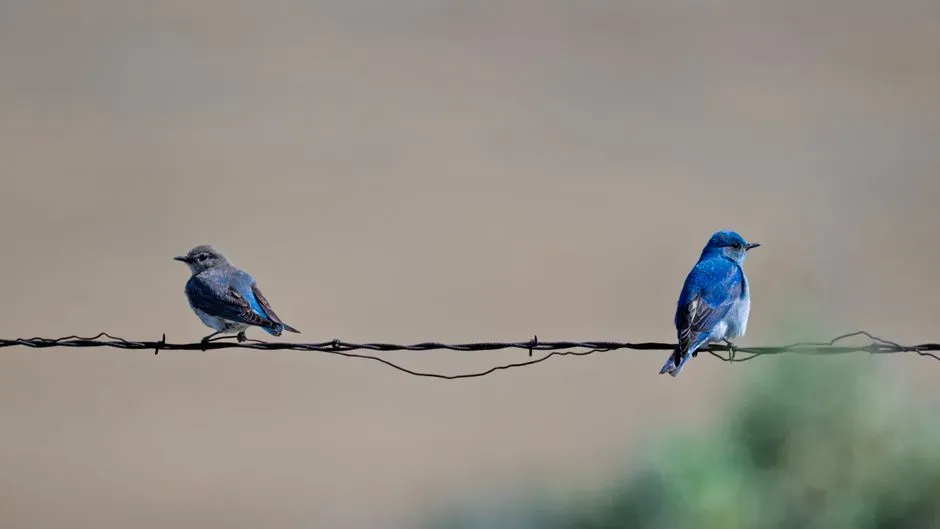 Balancing Wonder and Skepticism: Is the Bluebird Really a Sign? (Image Credits: Pexels)