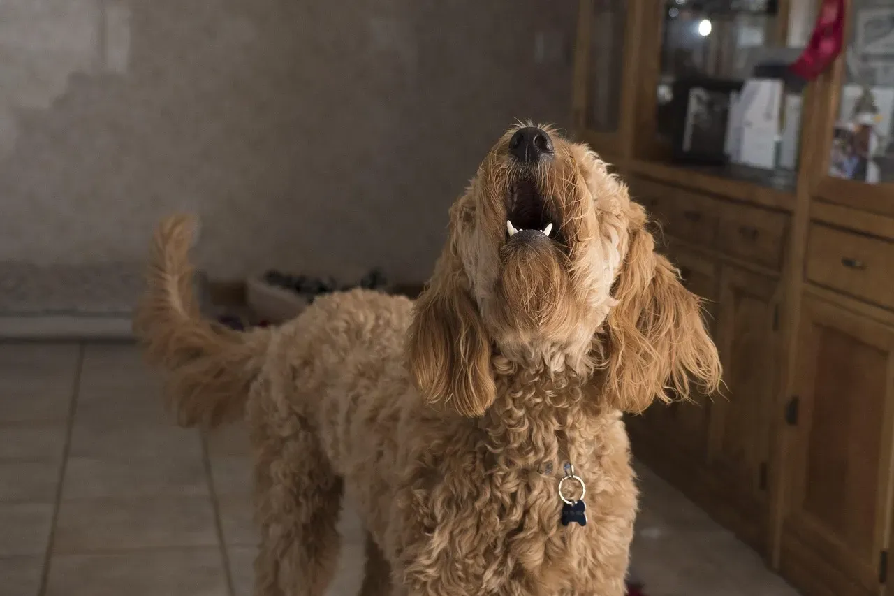 Conclusion: Your Dog Is Not Crazy - They Are Just More Tuned In Than You (Image Credits: Pixabay)