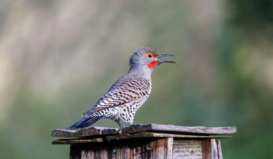 6. Tongue Tricks and Ant Acids: Built to Eat What Most Birds Avoid (Image Credits: Pexels)