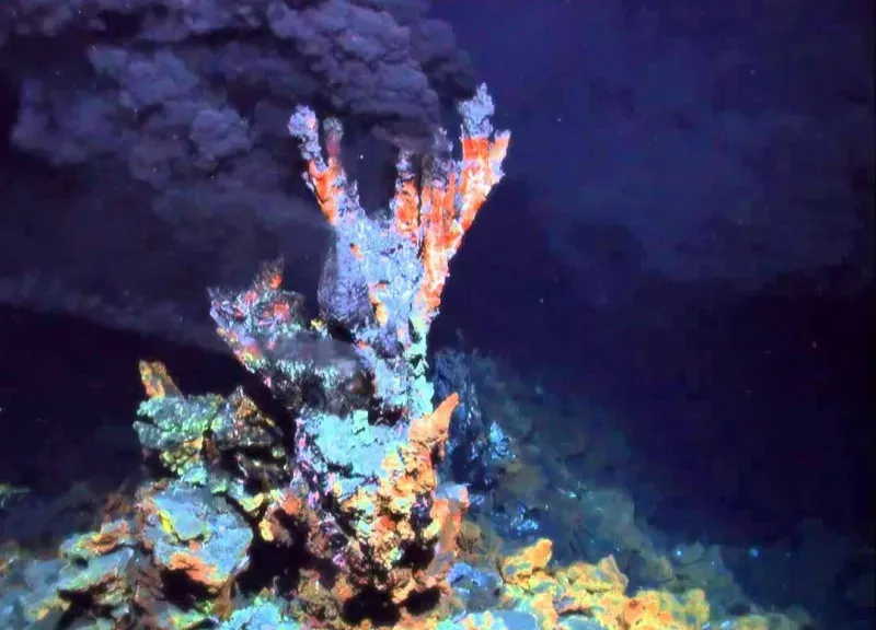 Fragile Oases on a Shifting Seafloor (Image Credits: Flickr)