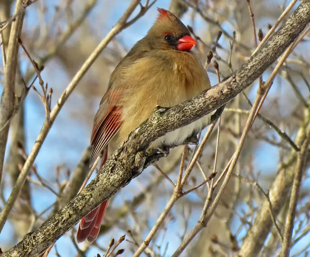 They Didn’t All Vanish: The Birds Among Us (Image Credits: Flickr)