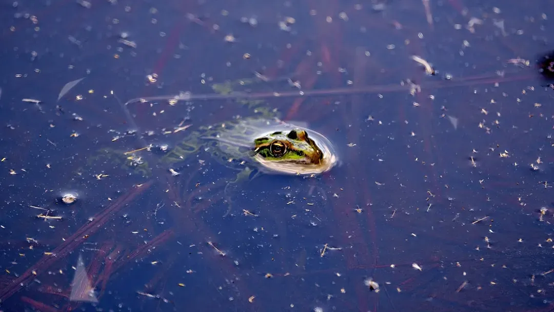 Why pollution and disease hit frogs’ skin so hard (Image Credits: Unsplash)